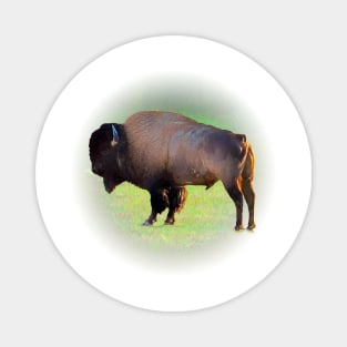 Bison Magnet